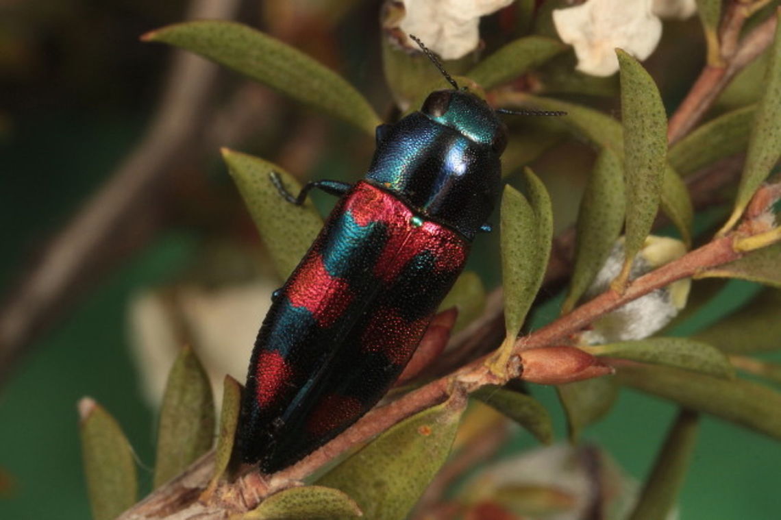 Melobasis gratiotissima speciosus A bright example of this huge genus of acacia jewel beetles showing off its red transverse bands.   Australia,Geotagged,Melobasis,Melobasis gratiotissima,Spring