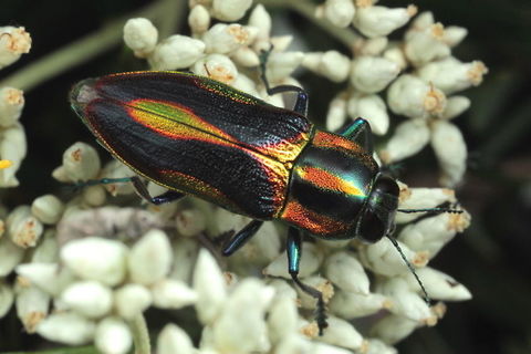 Selagis caloptera I have seen this in Victoria and North Queensland on daisy bush and hop bush blossoms.
Selagis has strong purple patterns on the elytra. Australia,Geotagged,Selagis,Selagis caloptera,Spring