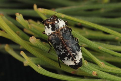 Hypocisseus suturalis Some Jewel beetles have bright colors, often mimics of bees.
This species has aposematic colors appearing like a bird dropping.
Uniquely this one feeds on Cherry Ballart (Exocarpos). Australia,Geotagged,Hypocisseis suturalis,Hypocisseus,Hypocisseus suturalis,Jewel Beetle,Summer