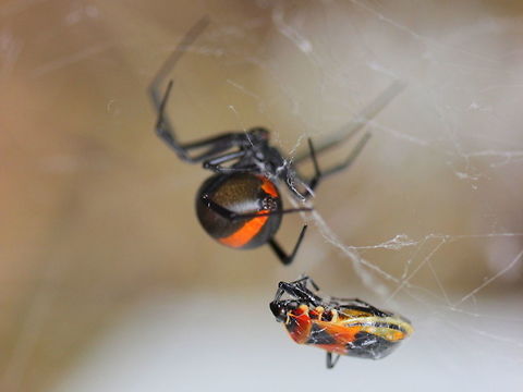 Redback Spider (Latrodectus hasseltii) Adult females are similar to the American Black Widow but the stripe is straight unless they are juvenile.  Australia,Geotagged,Latrodectus hasseltii,Redback spider,Summer