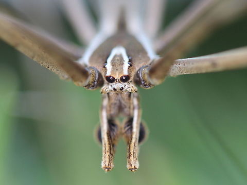 Net casting spider (Deinopis subrufa) Male Also known as the ogre faced spider, it throws a web onto unsuspecting prey.   Australia,Deinopis,Deinopis subrufa,Geotagged,Summer
