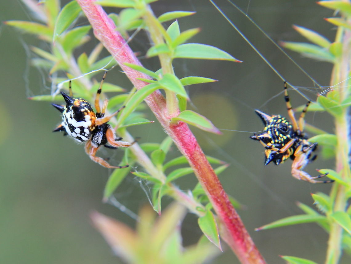 Spiny spider (Austracantha minax) AKA the Christmas spider.  I believe they mimic a grass seed.<br />
This tiny spider is sometimes common and aggregate in large communities.  <br />
Very occasionally they are black.   Austracantha minax,Australia,Geotagged,Summer