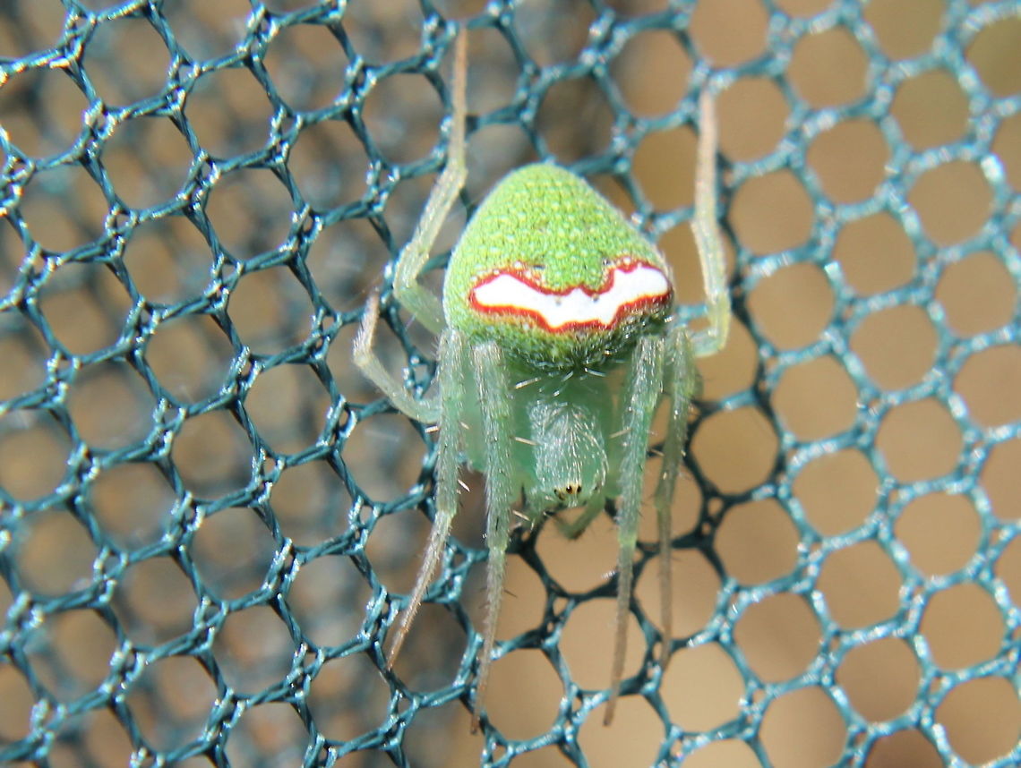 Orb spider (Araneus circulissparsus) This green orb spider seems quite variable and might have patterns of spots or a stripe on the abdomen.  I thought this might be Araneus psittacinus but based on <a href="http://www.findaspider.org.au/find/spiders/111.htm" rel="nofollow">http://www.findaspider.org.au/find/spiders/111.htm</a> it is Araneus circulissparsus<br />
  Araneus circulissparsus,Araneus psittacinus,Australia,Geotagged,Summer,araneus