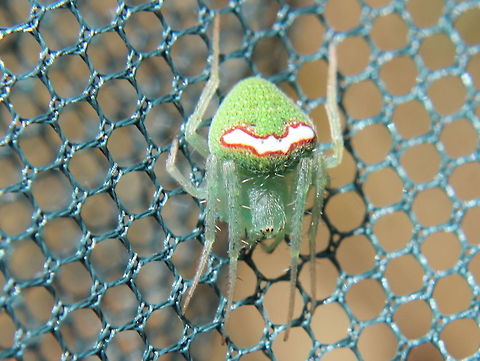 Orb spider (Araneus circulissparsus) This green orb spider seems quite variable and might have patterns of spots or a stripe on the abdomen.  I thought this might be Araneus psittacinus but based on http://www.findaspider.org.au/find/spiders/111.htm it is Araneus circulissparsus
  Araneus circulissparsus,Araneus psittacinus,Australia,Geotagged,Summer,araneus