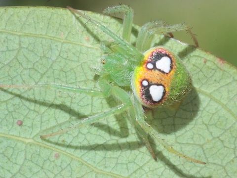 Orb spider (Araneus circulissparsus) This specimen has more strongly marked white spots than any image I have seen online.    Araneus,Araneus circulissparsus,Australia,Geotagged