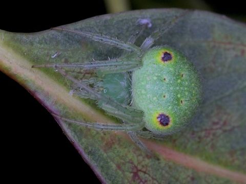 Orb spider (Araneus circulissparsus)  Araneus,Araneus circulissparsus,Australia,Geotagged