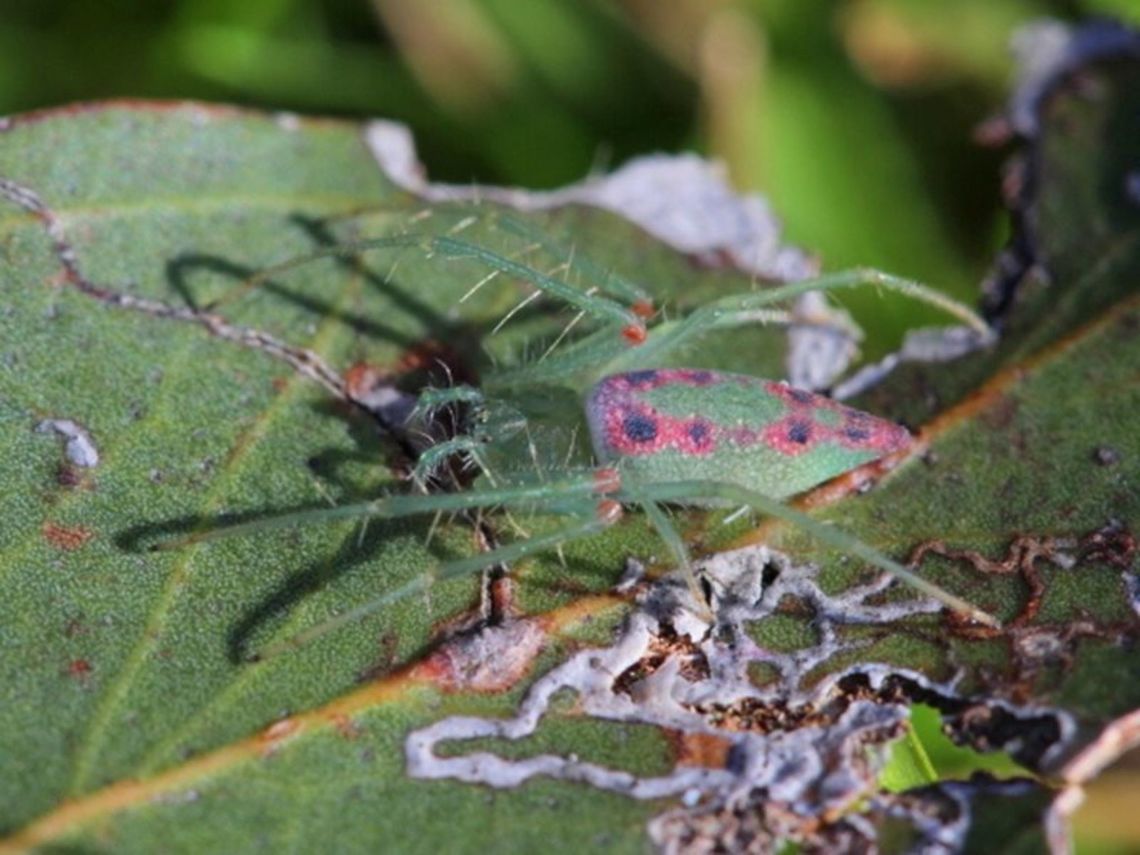 Orb spider (Araneus talipedatus)  Araneus talipedatus,Australia,Geotagged,Green Araneid spider,araneus