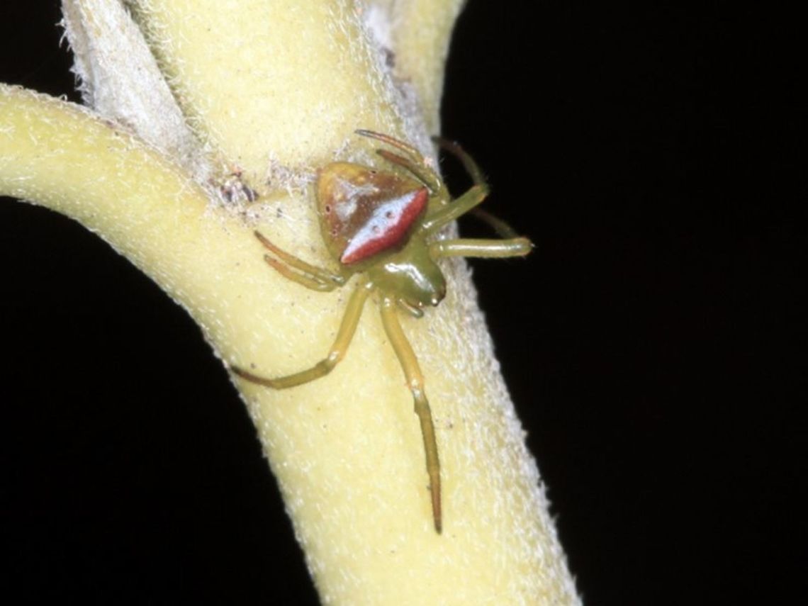 Orb spider (Araneus cyrtarachnoides)  Araneus,Araneus cyrtarachnoides,Australia,Blue Bush Orb Weaver,Geotagged