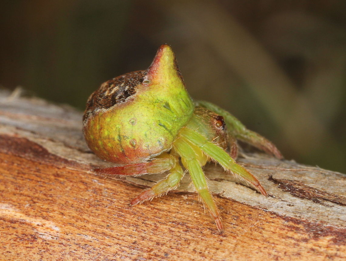 Orb Spider (Dolophones notocantha) The genus Dolophones includes the &#039;wrap around spiders&#039; which hold onto a small twig and resemble a knot or bud or side twig of a plant.      Australia,Dolophones,Dolophones notocantha,Geotagged,Spring