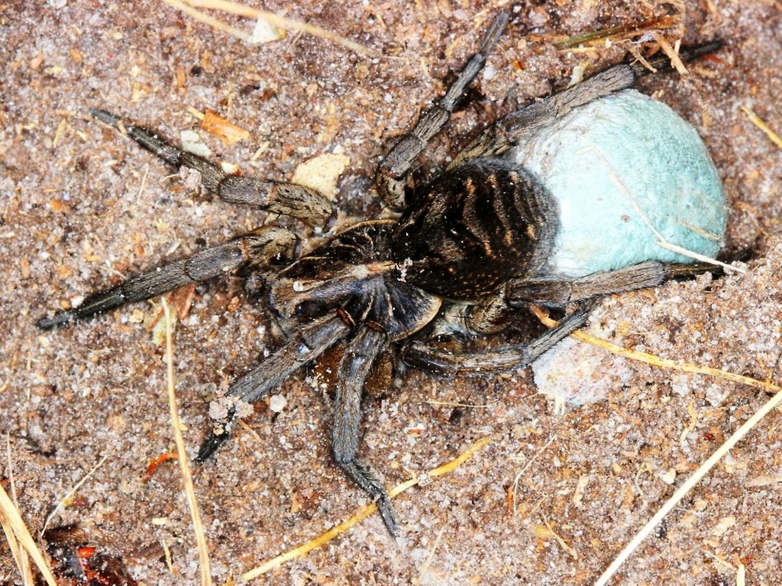 Wolf spider with eggs (Lycosa godeffroyi) This was found under a log. Australia,Geotagged,Lycosa,Lycosa godeffroyi,Spring