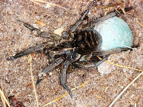 Wolf spider with eggs (Lycosa godeffroyi) This was found under a log. Australia,Geotagged,Lycosa,Lycosa godeffroyi,Spring