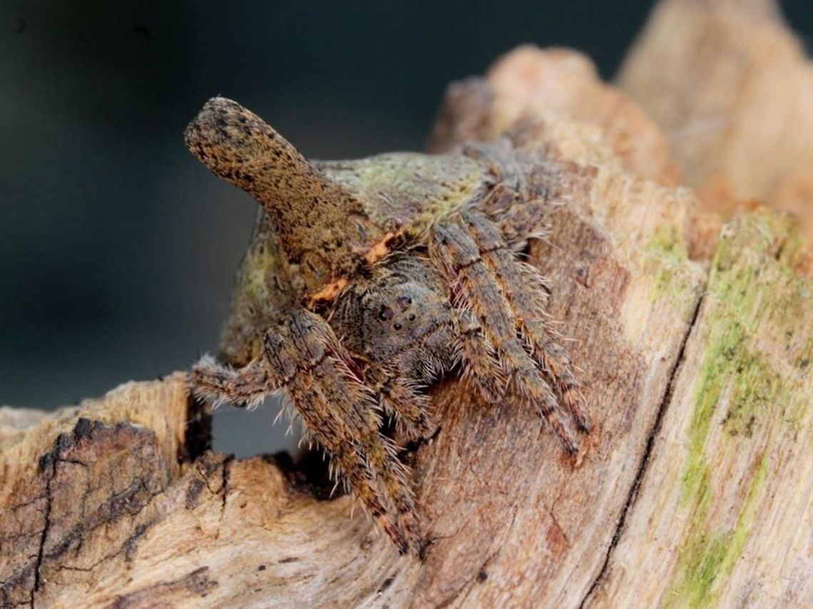 Wrap around spider (Dolophones turrigera)  Australia,Dolophones,Dolophones turrigera,Geotagged,Turreted Wrap Around Spider