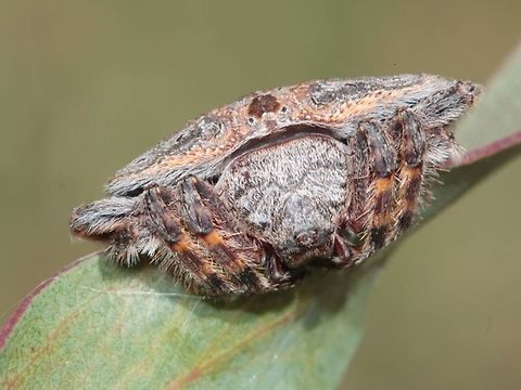 Wrap around spider  (Dolophones sp.) This species hides in daytime on a twig appearing like a knot or broken branch.  
At night they build a web to capture a midnight snack.
This is possibly Dolophones conifera but about 20 other species occur in this genus which I cannot discount.
http://bie.ala.org.au/species/urn:lsid:biodiversity.or.gau:afd.taxon:57cecfc2-c1eb-456c-919e-a8e88d6ee193#overview 
 Australia,Dolophones,Dolophones conifera,Geotagged