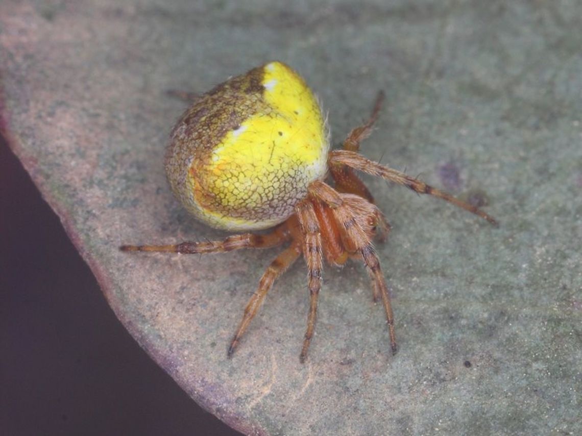 Orb Spider (Araneus albotriangulus) Female  Araneus albotriangulus,Australia,Geotagged,White-winged Araneus