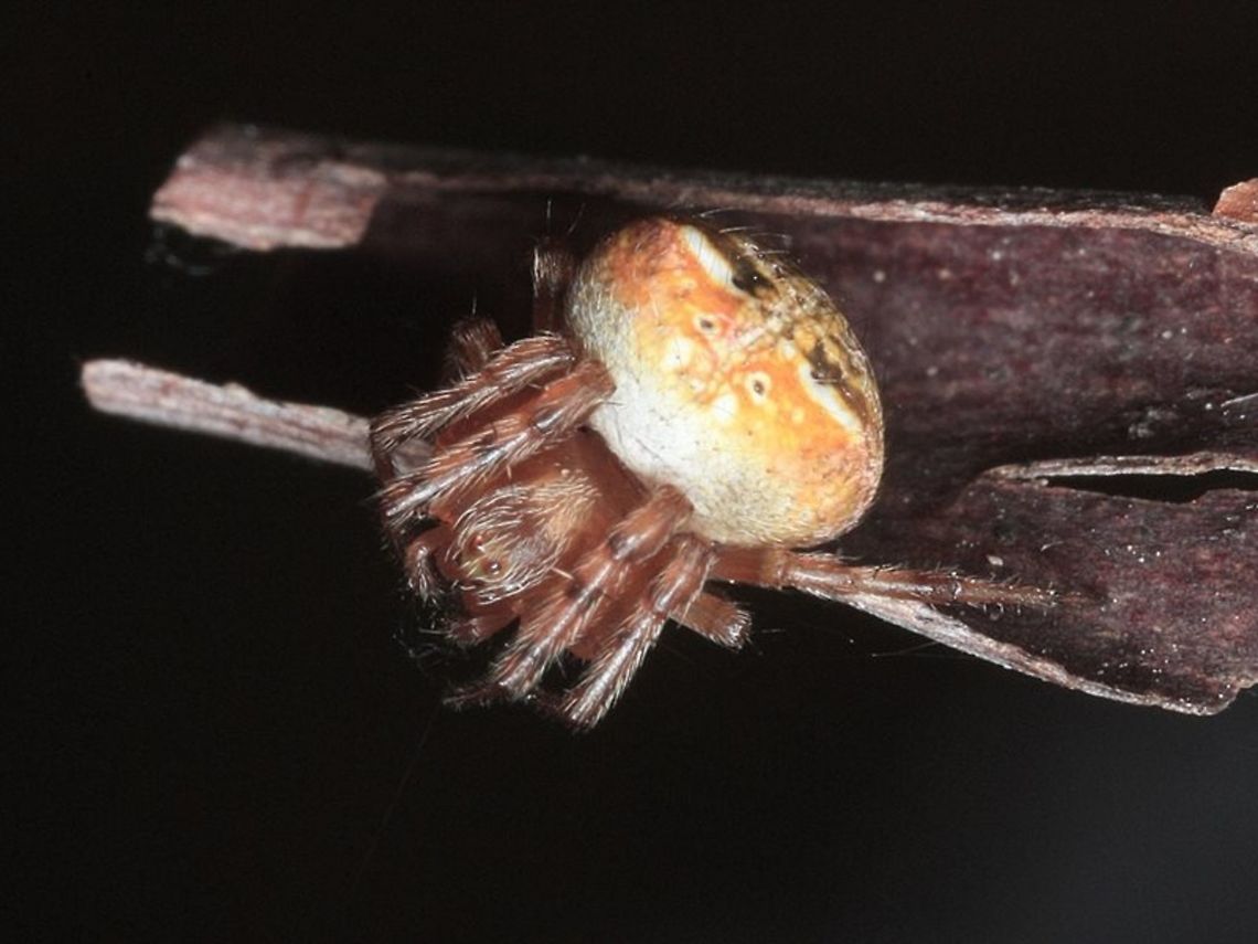 Orb Spider (Araneus albotriangulus)  Araneus albotriangulus,Australia,Geotagged,White-winged Araneus,araneus