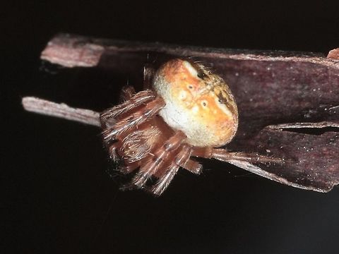 Orb Spider (Araneus albotriangulus)  Araneus albotriangulus,Australia,Geotagged,White-winged Araneus,araneus