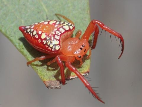 Triangular Orb Spider (Arkys walckenaeri) A small and common orb spider which often extends its forelegs while awaiting prey. Arkys,Arkys walckenaeri,Australia,Geotagged,Walckenaer's Studded Arkys