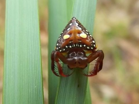 Triangular Spider (Arkys lancearius)  Arkys,Arkys lancearius,Australia,Geotagged