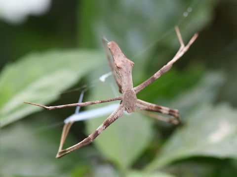 Net casting spider (Deinopis subrufa) Female This large peaceful spider awaits passing prey and tosses a prepared net over the hapless victim.   Australia,Deinopis,Deinopis subrufa,Geotagged,Spring