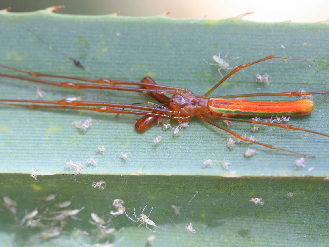Tetragnatha rubriventris with spiderlings  Australia,Geotagged,Red-bellied Long-jawed Spider,Spring,Tetragnatha rubriventris