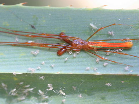 Tetragnatha rubriventris with spiderlings  Australia,Geotagged,Red-bellied Long-jawed Spider,Spring,Tetragnatha rubriventris