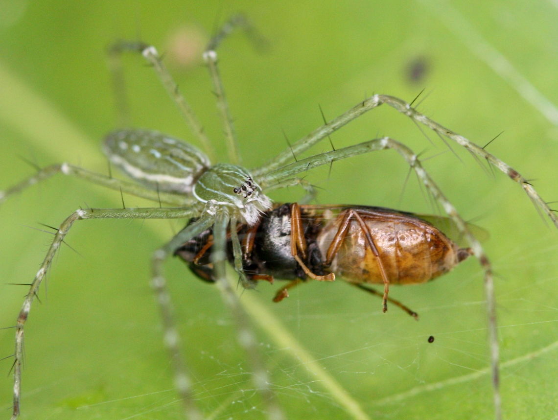 Happy Spider Queensland<br />
Common.<br />
Yet to identify.    :) Australia,Geotagged,Hygropoda dolomedes,Nursery web spider,Spring