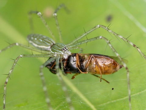 Happy Spider Queensland
Common.
Yet to identify.    :) Australia,Geotagged,Hygropoda dolomedes,Nursery web spider,Spring