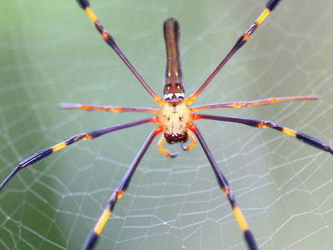 Nephila pilipes  Australia,Geotagged,Nephila pilipes,Northern Golden Orb Weaver,Spring