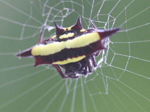 Spiny Spider (Gasteracantha fornicata)  Australia,Gasteracantha fornicata,Geotagged,Spring