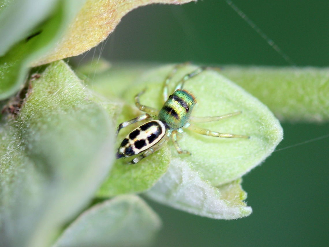 Cosmophasis sp. Juvenile? Cosmophasis