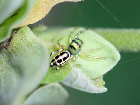 Cosmophasis sp. Juvenile? Cosmophasis