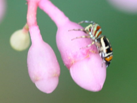 Cosmophasis micarioides female A colorful jumping spider.  
Blurred but worth sharing.
http://www.arachne.org.au/01_cms/details.asp?ID=2583   Australia,Cosmophasis,Cosmophasis micarioides,Geotagged,Jumping spider,Spring