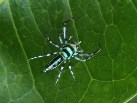 Cosmophasis thalassina A small tropical jumpng spider.
Some sites claim this is micans; http://bie.ala.org.au/species/urn:lsid:biodiversity.org.au:afd.taxon:44a1bdeb-1766-417d-9989-3462332f46c7#gallery 
Another says it is Cosmophasis thalassina and micans does not occur in Australia
http://www.arachne.org.au/01_cms/details.asp?ID=2143  Australia,Cosmophasis,Cosmophasis thalassina,Geotagged,Spring