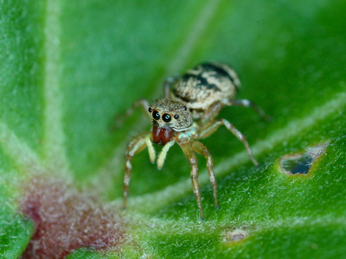Jumping Spider  Australia,Fall,Geotagged