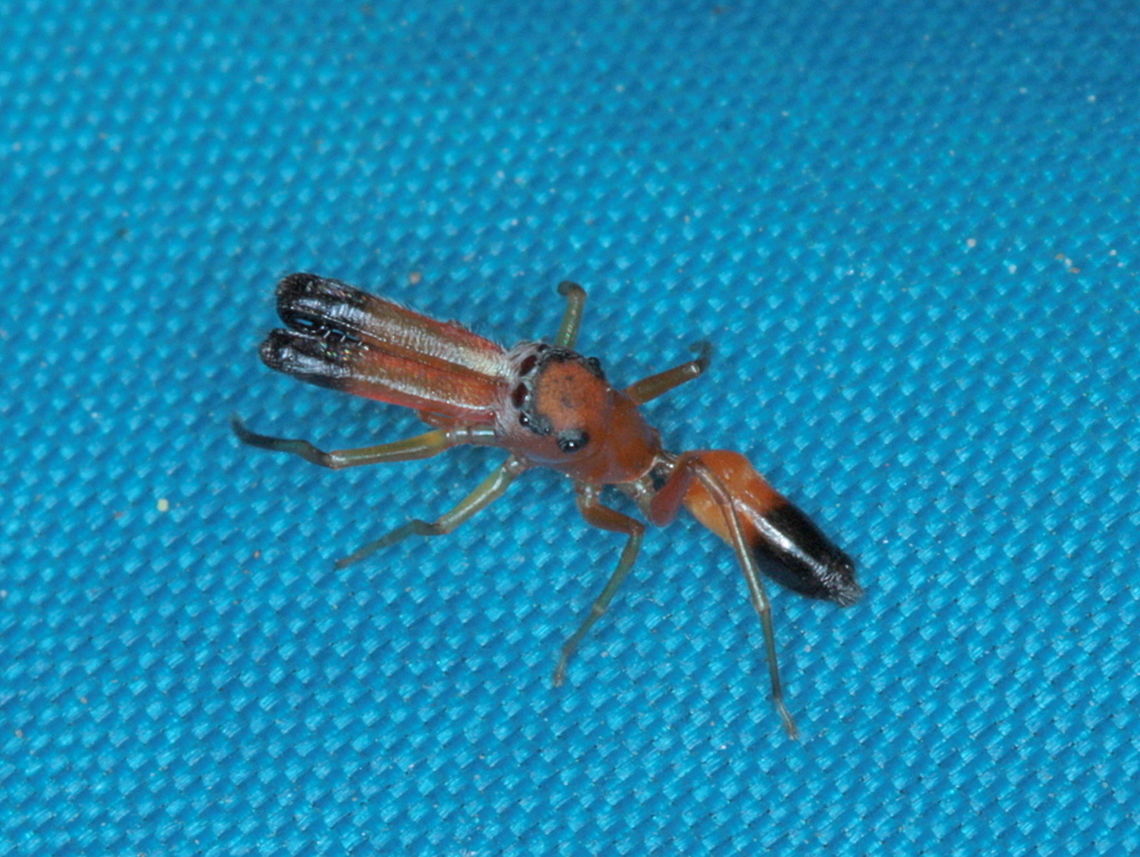 Myrmarachne rubra  ( male ) Mimic of a weaver ant. <br />
Oecophylla smaragdina <br />
<figure class="photo"><a href="https://www.jungledragon.com/image/17313/img_0148.html" title="IMG_0148"><img src="https://s3.amazonaws.com/media.jungledragon.com/images/801/17313_thumb.JPG?AWSAccessKeyId=05GMT0V3GWVNE7GGM1R2&Expires=1769040010&Signature=%2FNHidf%2FIeWvO6CQj6ENkBCx%2BX2M%3D" width="200" height="144" alt="IMG_0148  Oecophylla smaragdina" /></a></figure><br />
<br />
 Australia,Fall,Geotagged,Myrmarachne,Myrmarachne rubra