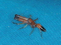 Myrmarachne rubra  ( male ) Mimic of a weaver ant. <br />
Oecophylla smaragdina <br />
https://www.jungledragon.com/image/17313/img_0148.html<br />
<br />
 Australia,Fall,Geotagged,Myrmarachne,Myrmarachne rubra