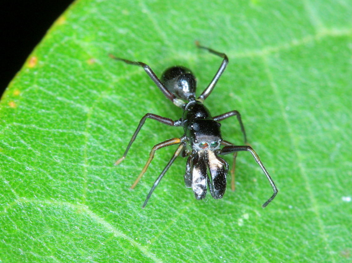 Myrmarachne sp male Ant mimic spider.  This is a male but females lack the elongated chelicerae and look even more like the ants.     <br />
Here is the ant it is imitating<br />
<figure class="photo"><a href="https://www.jungledragon.com/image/43480/polyrhachis_sp.html" title="Polyrhachis sp."><img src="https://s3.amazonaws.com/media.jungledragon.com/images/2776/43480_thumb.JPG?AWSAccessKeyId=05GMT0V3GWVNE7GGM1R2&Expires=1759968010&Signature=Hx5%2Fjh3d5nR%2FY0%2Br5ylmbsUjVps%3D" width="200" height="152" alt="Polyrhachis sp. This ant was found on the same leaf as the mimicking spider. <br />
The spider is Myrmarachne sp and the and is Polyrhachis sp.<br />
The following link describes a model ant as Polyrhachis pilosa but since there are dozens of species in this genus and I have no specialized knowledge, I will not claim a specific identification.  <br />
http://www.arachne.org.au/01_cms/details.asp?ID=2512  Australia,Fall,Geotagged,Polyrhachis,Polyrhachis pilosa" /></a></figure><br />
<a href="http://www.arachne.org.au/01_cms/details.asp?ID=2512" rel="nofollow">http://www.arachne.org.au/01_cms/details.asp?ID=2512</a>  Australia,Fall,Geotagged,Myrmarachne sp