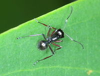 Polyrhachis sp. This ant was found on the same leaf as the mimicking spider. <br />
The spider is Myrmarachne sp and the and is Polyrhachis sp.<br />
The following link describes a model ant as Polyrhachis pilosa but since there are dozens of species in this genus and I have no specialized knowledge, I will not claim a specific identification.  <br />
http://www.arachne.org.au/01_cms/details.asp?ID=2512  Australia,Fall,Geotagged,Polyrhachis,Polyrhachis pilosa