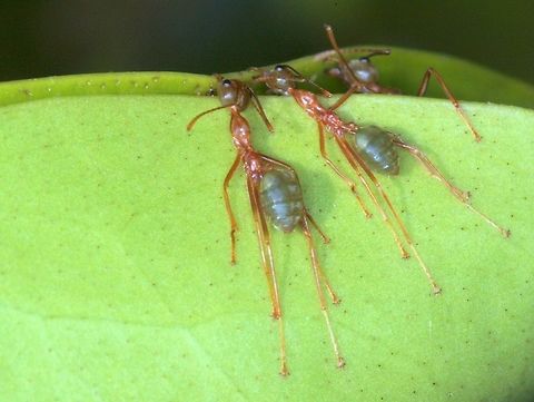 Green Tree Ants tugging on leaves. Common arboreal ants widespread and well known tropical species.  
This species is possibly the ant mimicked by the guy below.  It seems a poor match but the females are much more similar.
https://www.jungledragon.com/image/43477/myrmarachne_rubra_male_.html  Australia,Fall,Geotagged,Green tree ant,Oecophylla smaragdina