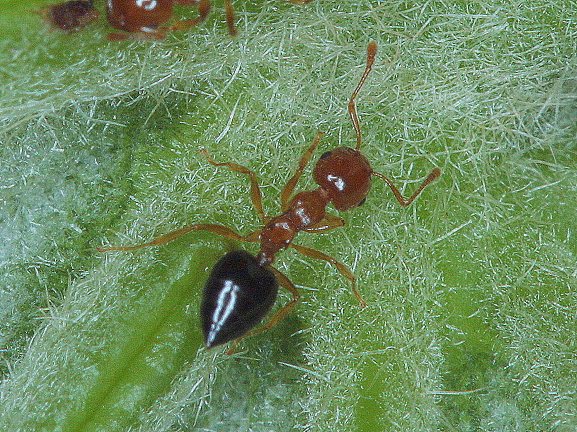 Ant  (Camponotus sp.) Several arboreal ants under a tropical leaf.<br />
 Australia,Fall,Geotagged