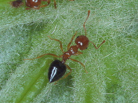 Ant  (Camponotus sp.) Several arboreal ants under a tropical leaf.
 Australia,Fall,Geotagged