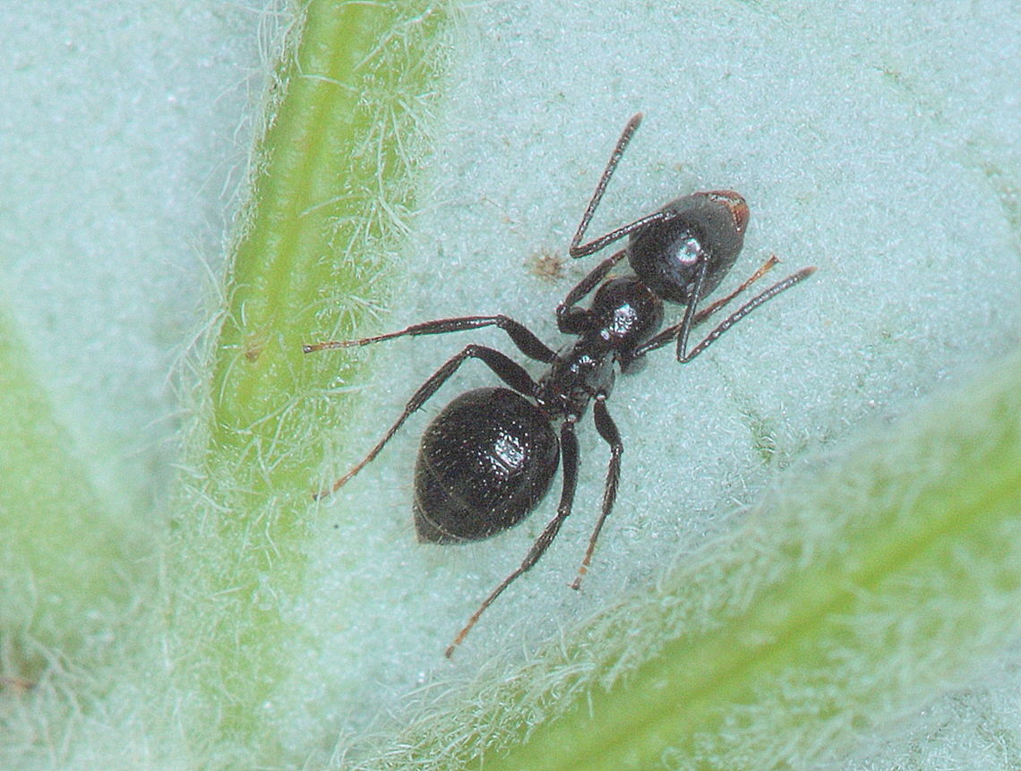 Ants Camponotus.<br />
Several black ants communally under a tropical leaf.   Australia,Fall,Geotagged