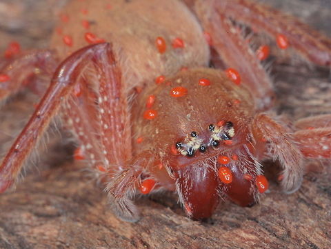 A mitey huntsman spider  Australia,Fall,Geotagged,Spring