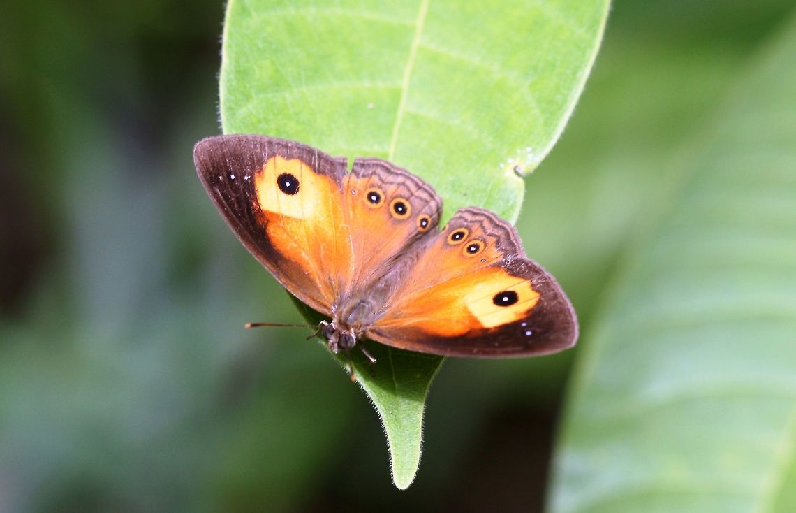 Mycalesis terminus A small bright nymphalidae butterfly.<br />
They sit in sunlight patches and open their wings.   Australia,Geotagged,Mycalesis terminus,Spring