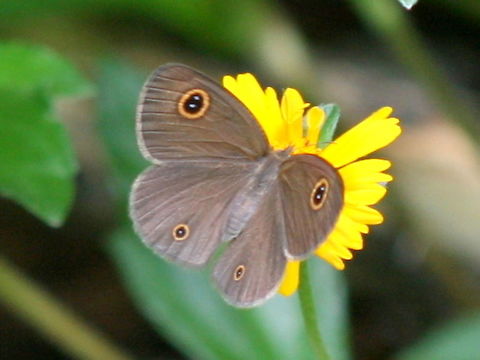 Dusky Knight (Ypthima arctous) A small tropical Australian nymphalidae butterfly.  Australia,Geotagged,Spring,dusky brown,ypthima arctous