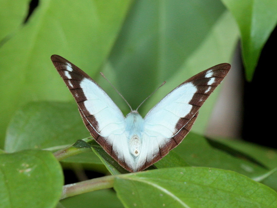 Caper Gull (Cepora perimale latilimbata) Male  Australia,Cepora perimale,Fall,Geotagged