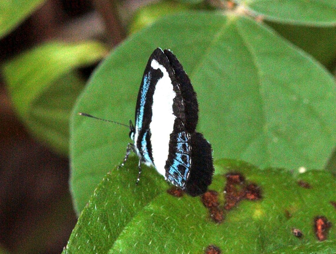 Small Green Banded Blue (Psychonotis caelius)  Australia,Fall,Geotagged,Psychonotis caelius
