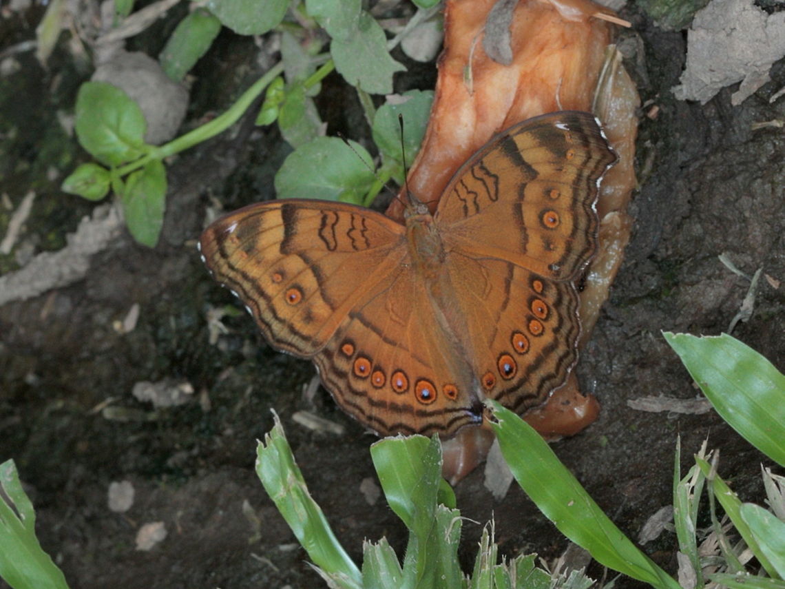 brown soldier (Junonia hedonia) It is feeding on a discarded apple peel.   Australia,Brown Pansy,Fall,Geotagged,Junonia hedonia,brown soldier