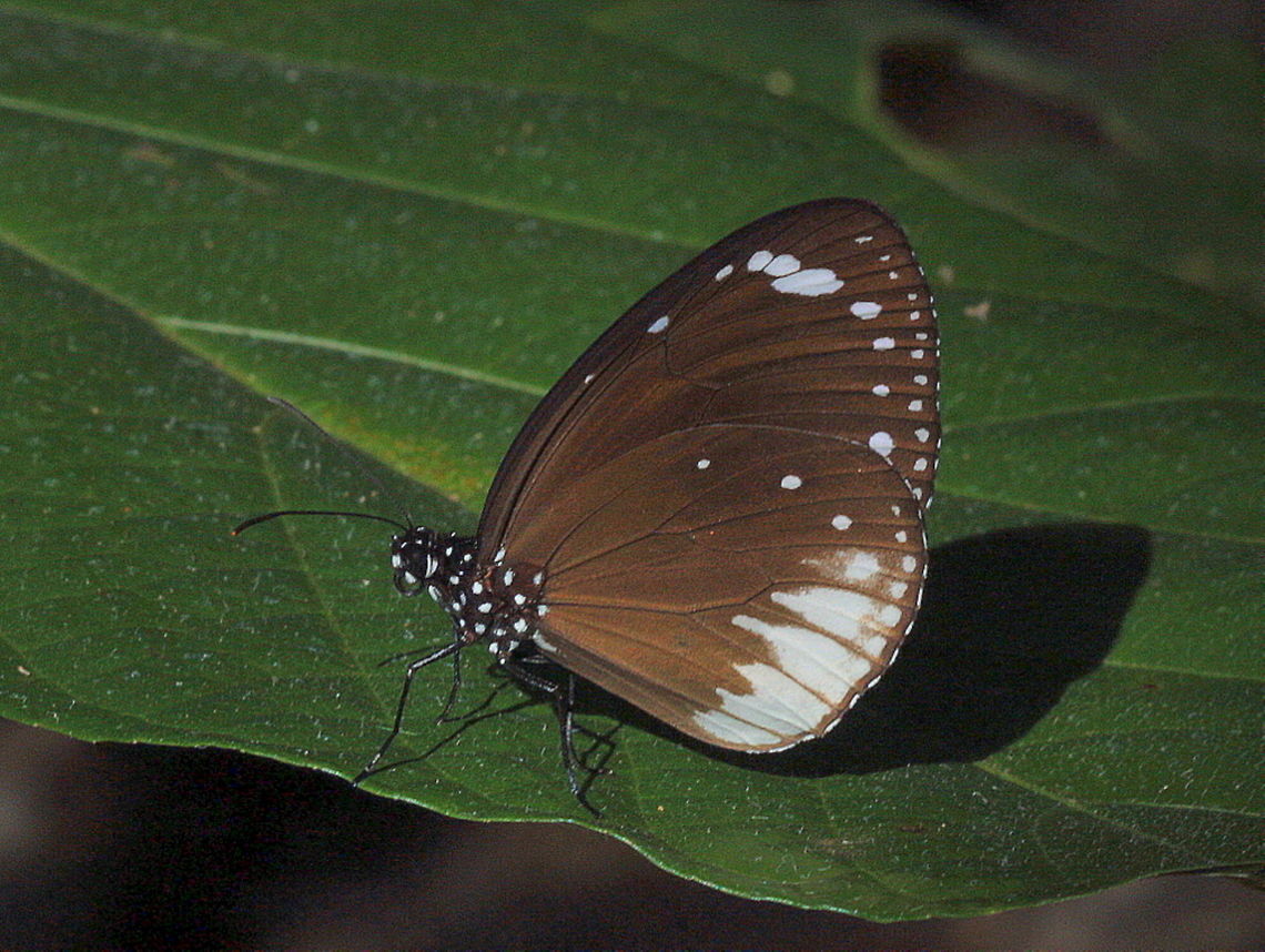 White Margined Crow (Euploea darchia niveata)  Australia,Euploea darchia,Fall,Geotagged,Small brown crow