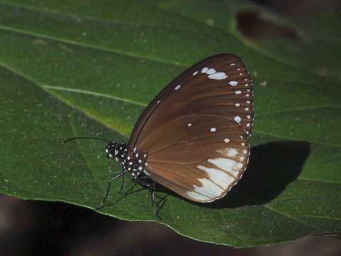 White Margined Crow (Euploea darchia niveata)  Australia,Euploea darchia,Fall,Geotagged,Small brown crow